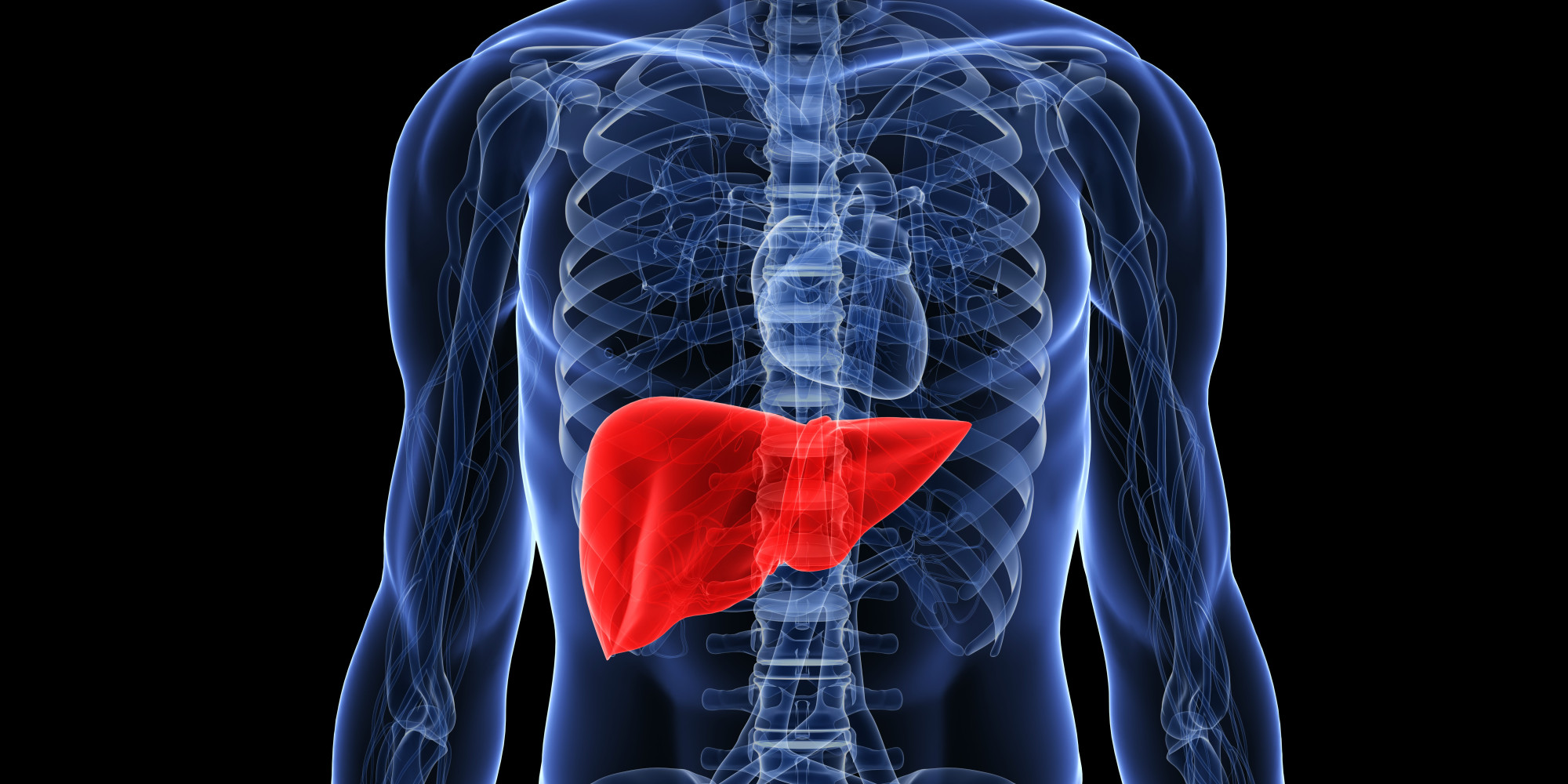 Liver & Gallbladder: Quick Facts