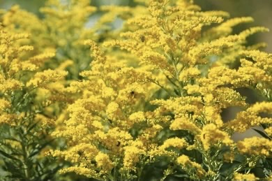 Goldenrod: A Winter Weed You Need